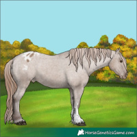 Horse Color:Liver Red Dun Sabino Appaloosa