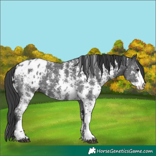 Horse Color:Black Sabino Appaloosa 