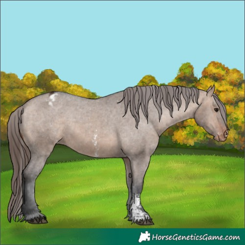 Horse Color:Bay Dun Sabino Appaloosa Rabicano 