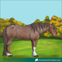 Horse Color:Liver Chestnut Tobiano Appaloosa Rabicano