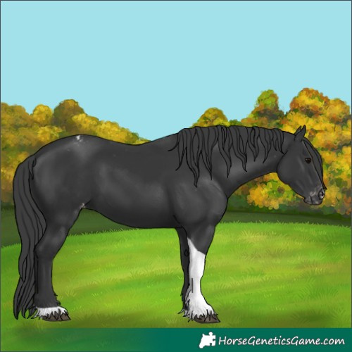 Horse Color:Black Tobiano Appaloosa Rabicano 
