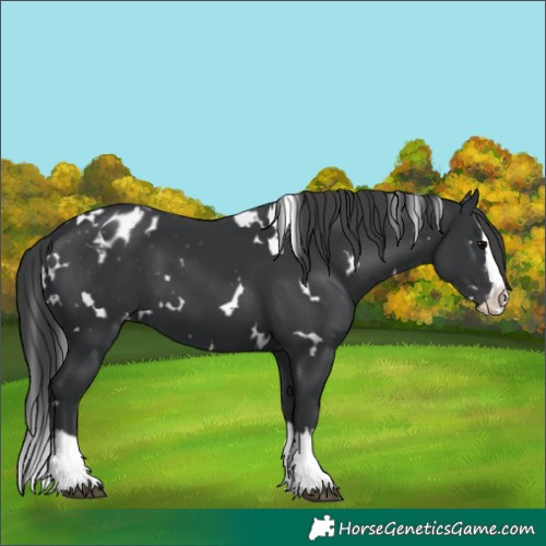 Horse Color:White Spotted Black Splash Appaloosa 