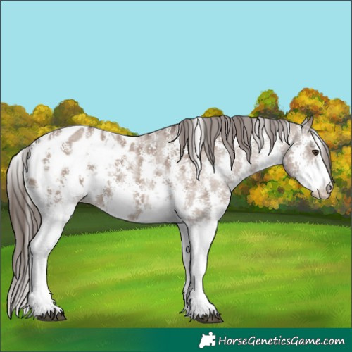 Horse Color:Liver Red Dun Sabino Appaloosa 