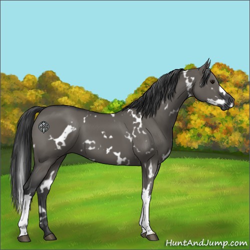 Horse Color:White Spotted Grullo 