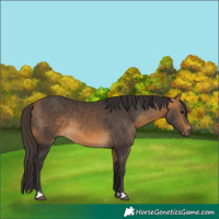 Horse Color:Buckskin 