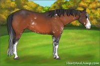 Horse Color:Bay Sabino 