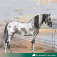 Horse Color:White Spotted Grullo