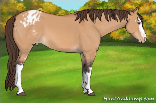 Horse Color:White Spotted Bay Dun Appaloosa 