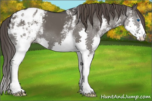 Horse Color:White Spotted Grullo Splash Appaloosa 
