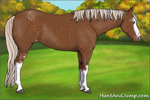 Horse Color:White Spotted Chocolate Silver Buckskin Sabino Appaloosa 