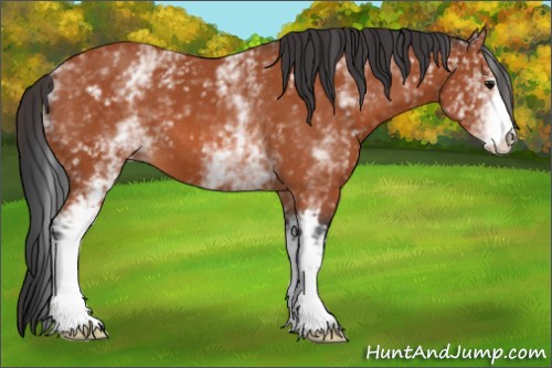Horse Color:White Spotted Bay 