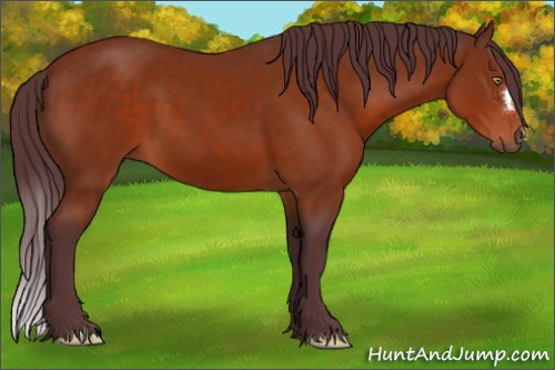 Horse Color:Chocolate Bay 