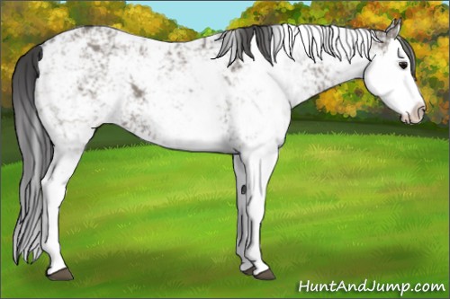 Horse Color:Grullo Sabino Splash Appaloosa 