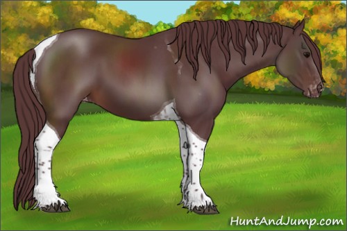 Horse Color:Chocolate Brown Tobiano Appaloosa 