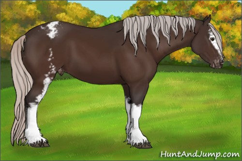 Horse Color:White Spotted Silver Brown Appaloosa 