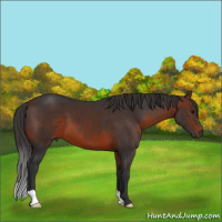 Horse Color:Brown 