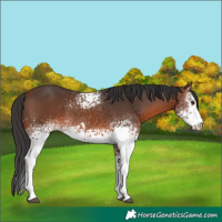 Horse Color:White Spotted Brown 