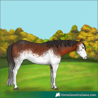 Horse Color:White Spotted Bay 