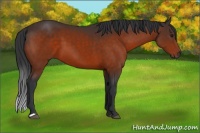 Horse Color:Brown 