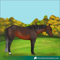 Horse Color:Brown 