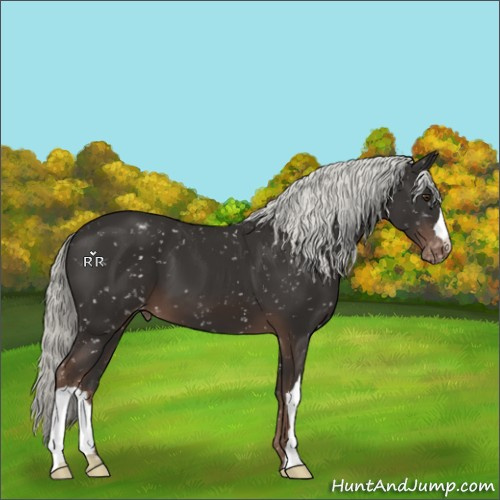 Horse Color:Liver Chestnut Mushroom Appaloosa 