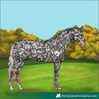 Horse Color:Liver Chestnut Mushroom Appaloosa 