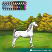 Horse Color:Amber Champagne Appaloosa 