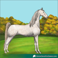 Horse Color:Perlino Snowcap 