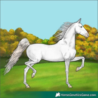 Horse Color:Perlino Appaloosa 