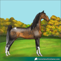 Horse Color:Buckskin Snowcap 