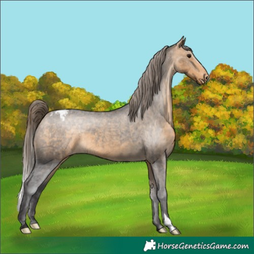 Horse Color:Buckskin Snowcap 