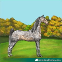 Horse Color:Buckskin Snowcap 