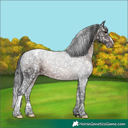 Horse Color:Brown Appaloosa
