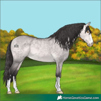 Horse Color:Platinum Buckskin Dun 
