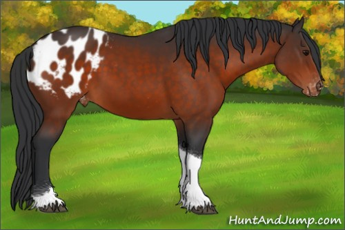 Horse Color:Bay Tobiano Appaloosa 