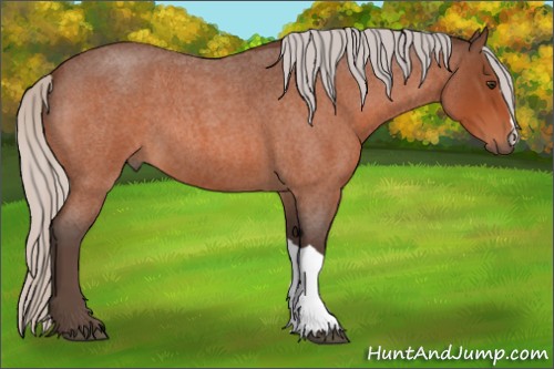 Horse Color:Silver Brown Roan 