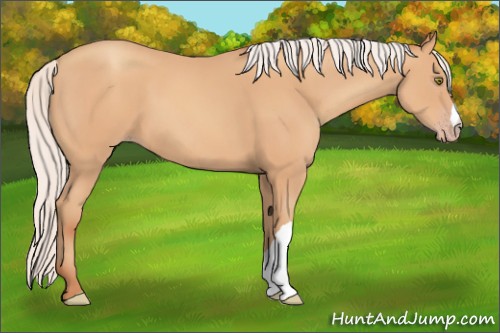 Horse Color:Silver Amber Champagne 