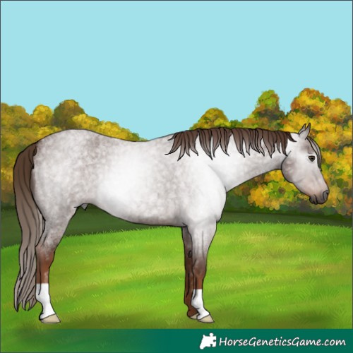 Horse Color:Gray Red Roan 