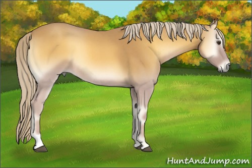 Horse Color:Palomino Roan Onyx Tobiano 