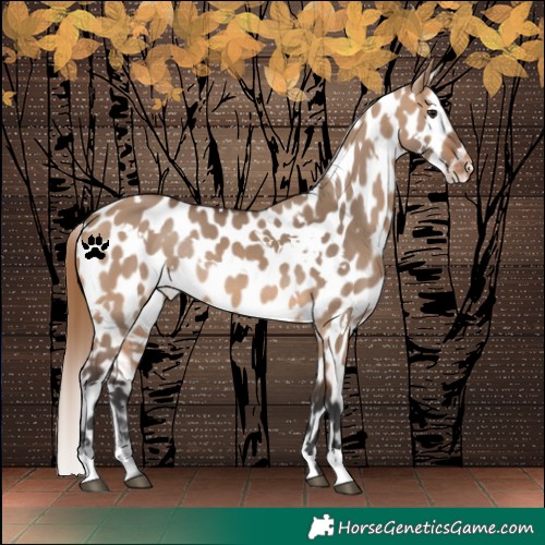 Horse Color:White Spotted Bay Dun Near Leopard Rabicano