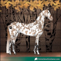 Horse Color:White Spotted Bay Dun Appaloosa Rabicano