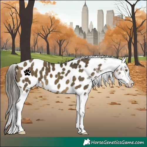 Horse Color:Buckskin Dun Near Leopard