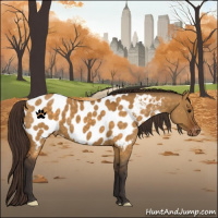 Horse Color:Buckskin Dun Appaloosa 