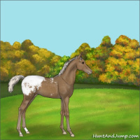 Horse Color:Silver Smoky Black Appaloosa 