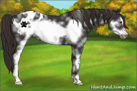 Horse Color:White Spotted Liver Chestnut Frame Appaloosa 