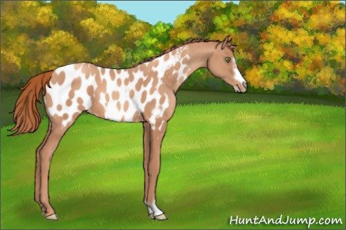 Horse Color:Gold Champagne Frame Appaloosa 