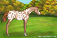 Horse Color:Gold Champagne Frame Appaloosa