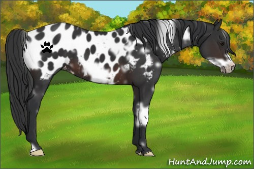 Horse Color:White Spotted Brown Frame Appaloosa 
