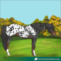 Horse Color:Liver Chestnut Appaloosa