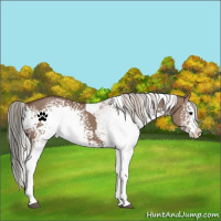 Horse Color:White Spotted Silver Grullo Tobiano 